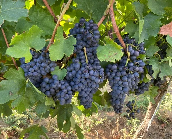 Rijpe blauwe druiven aan de wijnstok